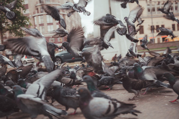 Pigeons in a city. concept of dirty hungry birds in the town