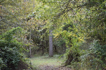 Forest