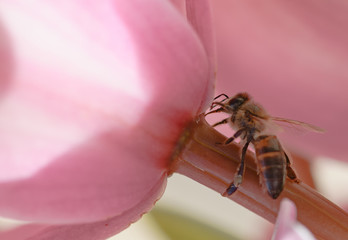bee on pink cymbidium orchid