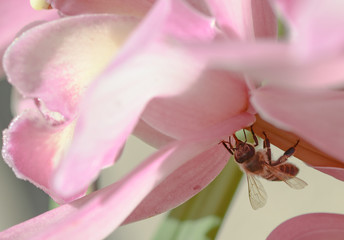 bee on pink cymbidium orchid