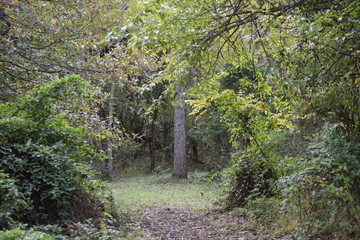 Forest