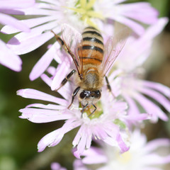 bee on pink succulent flower