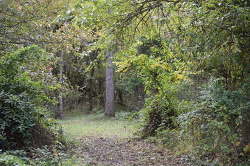 Forest Glade