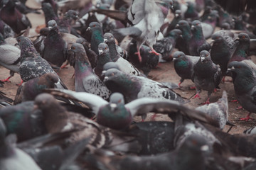 Pigeons in a city. concept of dirty hungry birds in the town