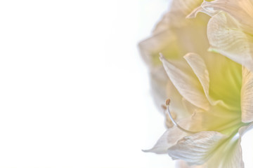 White Amaryllis Profile