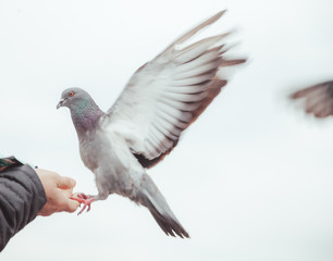 Fototapeta premium karmienie gołębi i balansowanie na dłoni kobiety. osoba opiekuńcza karmi gołębie w mieście w zimne dni