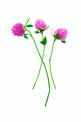 Clover flowers isolated on white background