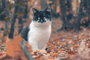 Cat in the autumn forest