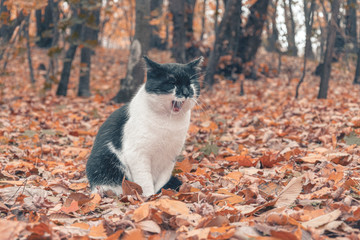 Cat in the autumn forest