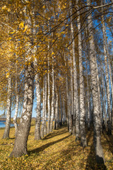 White trunks of birch trees and yellow foliage