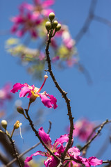 Beautifully flowering tree