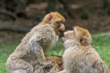 Obraz premium Barbary Macaque, also known as a Barbary Ape