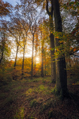  Beautiful sunset in the woods, autumn  forest colours
