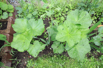 Plant Hollyhock, alcea rosea white