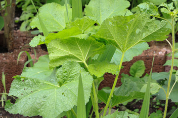 Plant Hollyhock, alcea rosea white