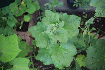 Plant Hollyhock, alcea rosea white