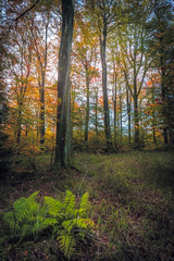 Obraz premium Piękny zachód słońca w lesie, jesienne kolory lasu