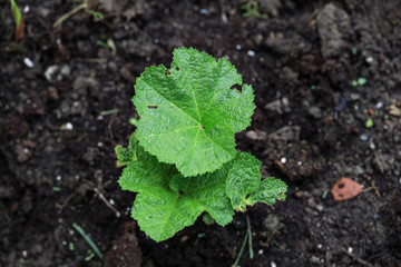 Alcea rosea halo pink