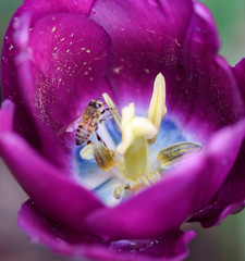 bee on tulip
