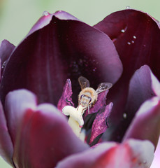 bee on tulip