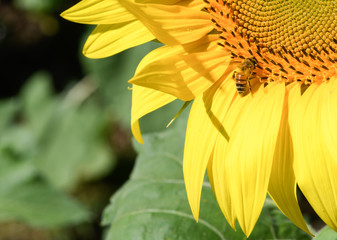bee on sunflower