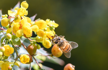 bee on yellow flower