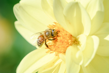 bee on yellow flower