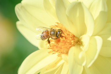 bee on yellow flower