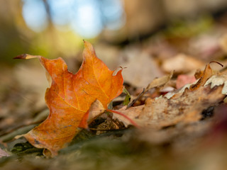 leaf on forest floor