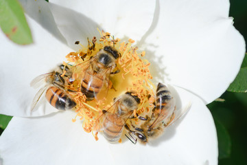 bees on white rose