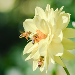 bees on yellow flower