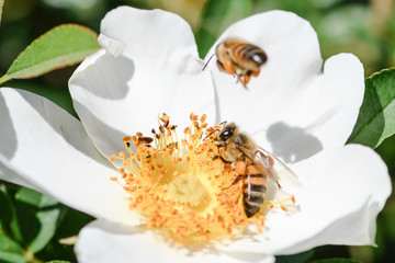 bees on white rose