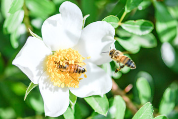 bees on white rose