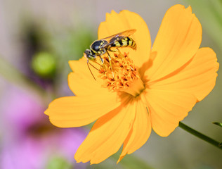 insect on orange flower