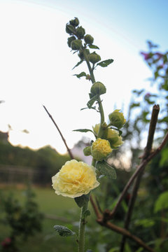 Alcea Chaters Double Yellow - Hollyhock (Althea)