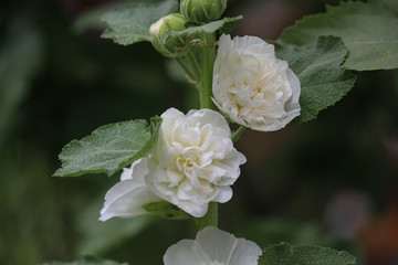 Hollyhock Flower, Alcea rosea 