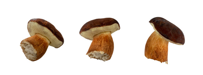 Boletus Badius or Bay Bolete Mushroom Collection Isolated