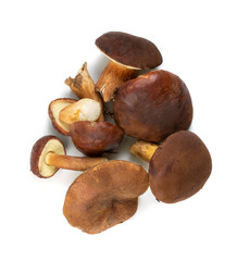 Boletus Badius or Bay Bolete Mushroom Collection Isolated