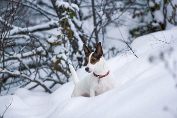 Low angle view of a small Jack Russell Terrier dog standing in a snow covered hillside with winter...