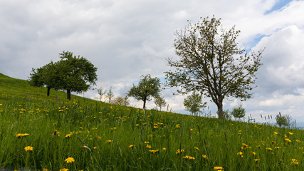 Field of dandelions on a hilly meadow with trees in the background