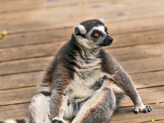 The lemur stares up with its orange eyes.