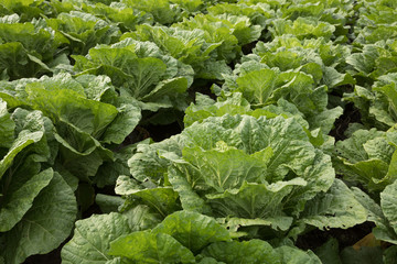 Chinese cabbage field at northern China