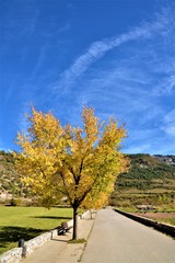 Otoño en camino de campos