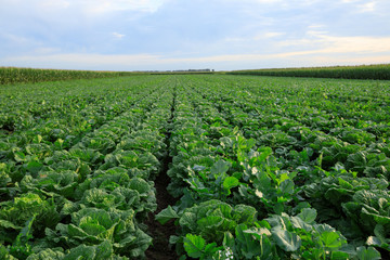 Fototapeta na wymiar Chinese cabbage crop growing at field