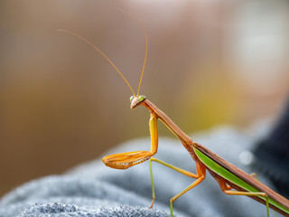 praying mantis on shoulder