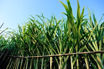 Closeup of sugarcane plants growing at field