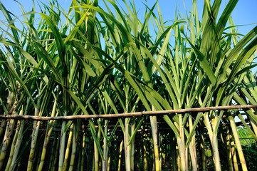 Obraz premium Closeup of sugarcane plants growing at field