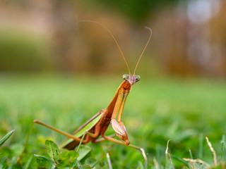 praying mantis 2