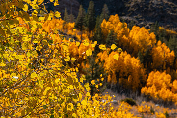 Aspen Leaves