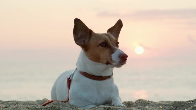 Portrait dog Jack Russell Terrier dog lies on sand by the sea against background of blue clouds looks at owner, moving its ears against the backdrop of rising pink sun disk at sunrise. Pet